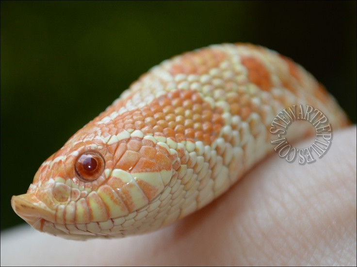  7. Có thể nuôi làm thú cưng. Với ngoại hình độc đáo, kích thước nhỏ gọn và tính cách hiền lành, rắn mũi lợn là một trong những loài rắn phổ biến nhất trong giới nuôi bò sát. Ảnh: Pinterest.