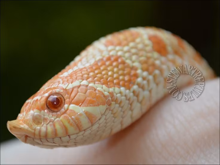  7. Có thể nuôi làm thú cưng. Với ngoại hình độc đáo, kích thước nhỏ gọn và tính cách hiền lành, rắn mũi lợn là một trong những loài rắn phổ biến nhất trong giới nuôi bò sát. Ảnh: Pinterest.