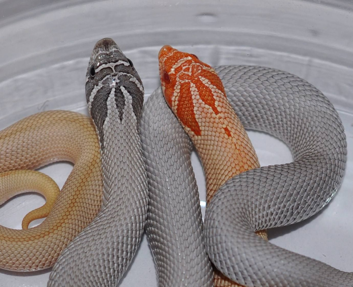  4. Màu sắc đa dạng. Loài rắn này có nhiều màu sắc và hoa văn khác nhau, từ nâu, cam, vàng đến cả những biến thể đột biến do con người lai tạo. Ảnh: Pinterest.