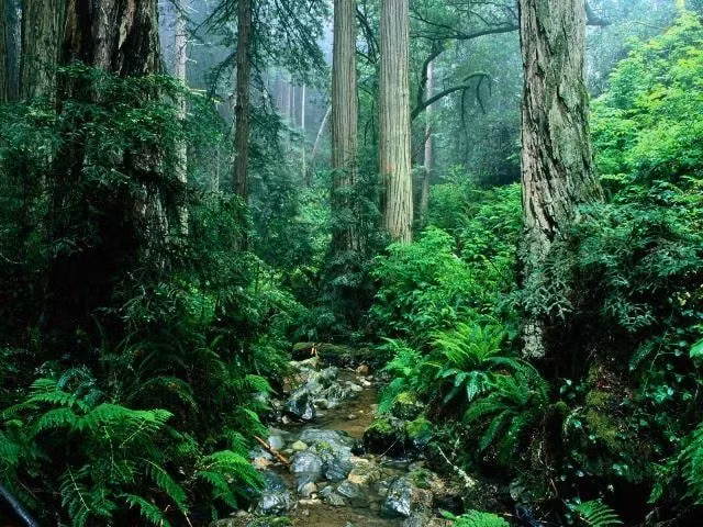  3. Hệ sinh thái đa dạng bậc nhất hành tinh. Rừng Amazon là nơi sinh sống của hơn 10% tổng số loài trên thế giới, bao gồm 40.000 loài thực vật, 400 loài động vật có vú và 2,5 triệu loài côn trùng. Ảnh: Pinterest.