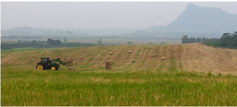 Đồng cỏ nguyên liệu cho bò.