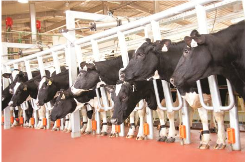 Những nàng bò ở TH được chăm sóc như bà hoàng.