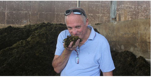 Hanan nếm cả thức ăn của bò.