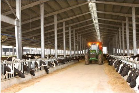 Máy rải thức ăn tự động cho bò.