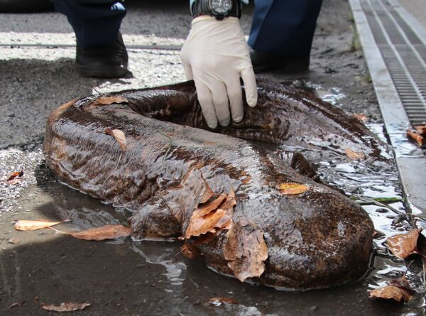 “Quái ngư” bất ngờ xuất hiện tại Nhật Bản sau mưa lớn “Quai ngu” bat ngo xuat hien tai Nhat Ban sau mua lon