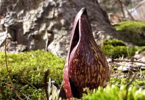 Như loài loa kèn ngựa chết, việc chúng phát ra mùi thịt thối còn để thu hút ruồi và bọ cánh cứng lầm tưởng chúng là một xác chết thật. Nhiệt năng còn giúp hấp dẫn côn trùng để chúng thấy ấm áp, thoải mái hơn.