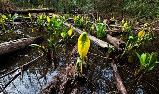 Nhiệt năng cần thiết để làm tan tuyết xuất phát từ bản thân cây hoa bắp cải. Bắp cải chồn hôi là một trong số ít các loài thực vật có hoa nguồn gốc cổ xưa có khả năng sinh nhiệt.