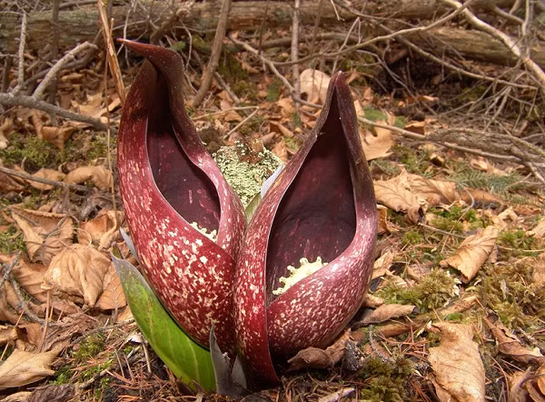 Tuy nhiên, đến bây giờ các nhà khoa học mới giải mã được bí ẩn đằng sau đó. Nhiệt năng được tạo ra trong các ty lạp thể, như một quá trình hô hấp tế bào bình thường. Mặc dù vậy, quá trình thực tế diễn ra như thế nào vẫn chưa được phân tích.