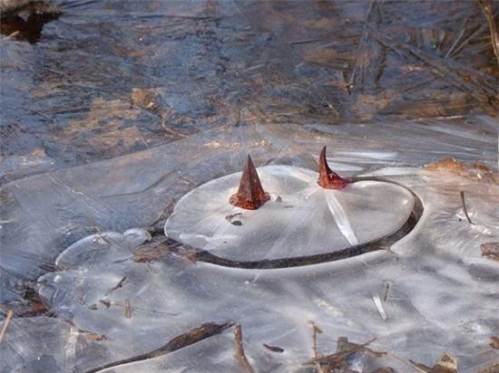 br/> Trong thí nghiệm, khi nhiệt độ ngoài trời là 15 độ C, bắp cải chồn hôi luôn giữ nhiệt độ bên trong thân cây ở mức 24 độ C. Khi nhiệt độ bên ngoài giảm xuống -15 độ C, cây bắp cải vẫn luôn cao hơn 15 – 30 độ C.