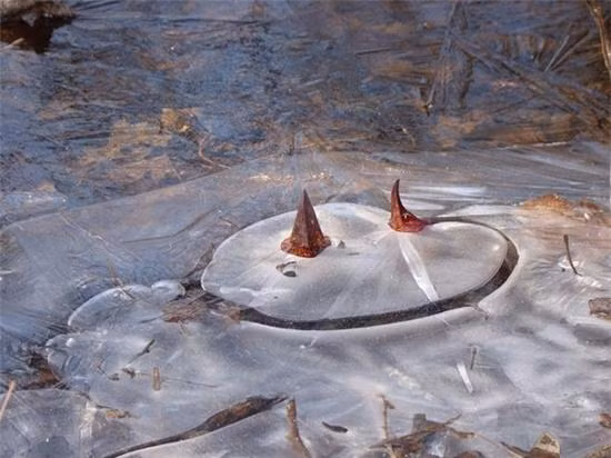 br/> Trong thí nghiệm, khi nhiệt độ ngoài trời là 15 độ C, bắp cải chồn hôi luôn giữ nhiệt độ bên trong thân cây ở mức 24 độ C. Khi nhiệt độ bên ngoài giảm xuống -15 độ C, cây bắp cải vẫn luôn cao hơn 15 – 30 độ C.