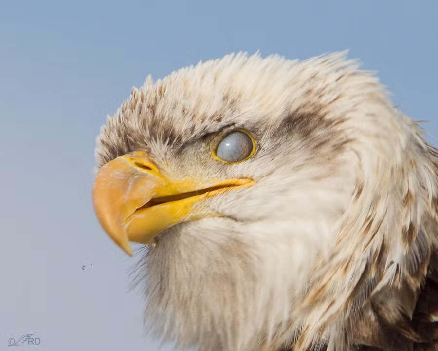Vi sao nhieu loai dong vat co mi mat thu ba, con nguoi thi khong?-Hinh-4
