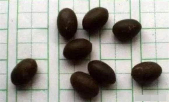 Ly do hat sen vui duoi dat hang nghin nam van co the nay mam-Hinh-2