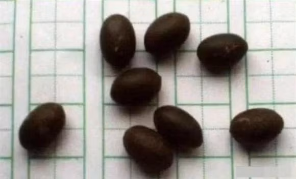 Ly do hat sen vui duoi dat hang nghin nam van co the nay mam-Hinh-2