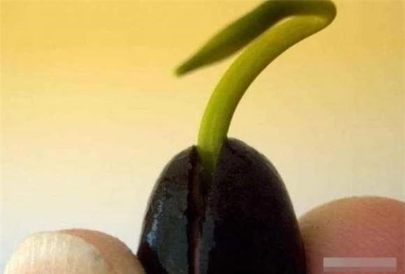 Ly do hat sen vui duoi dat hang nghin nam van co the nay mam