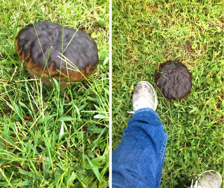 ây nấm mà cứ tưởng...