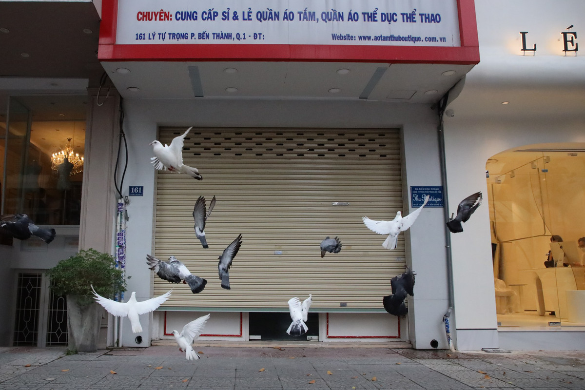 Hàng chục chim bồ câu đậu trên vỉa hè đường Lý Tự Trọng. Nhiều hàng quán tại đây ngừng kinh doanh nên con đường vắng người qua lại.
