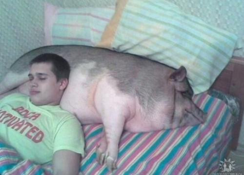 uôi chó, mèo đã là gì. Nuôi lợn có được ối tác dụng này