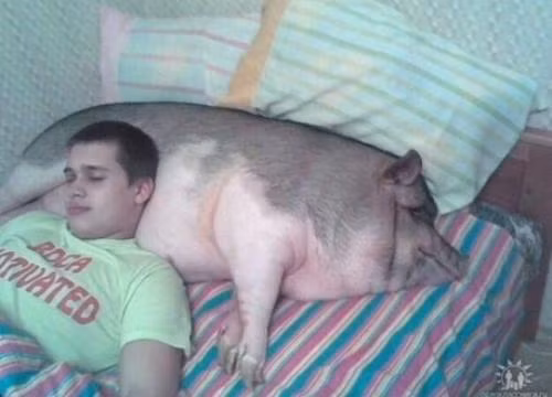 Nuôi chó, mèo đã là gì. Nuôi lợn có được ối tác dụng này