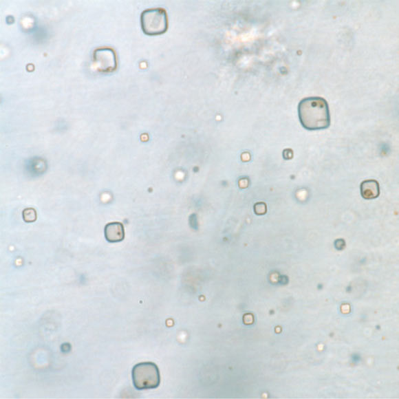 Xác ướp 830 triệu năm chỉ ra nơi sinh vật sao Hỏa trú ẩn Xac uop 830 trieu nam chi ra noi sinh vat sao Hoa tru an