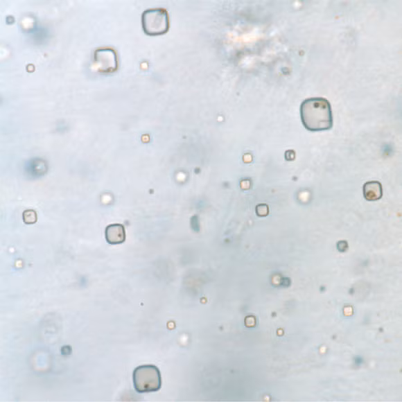 Xac uop 830 trieu nam chi ra noi sinh vat sao Hoa tru an