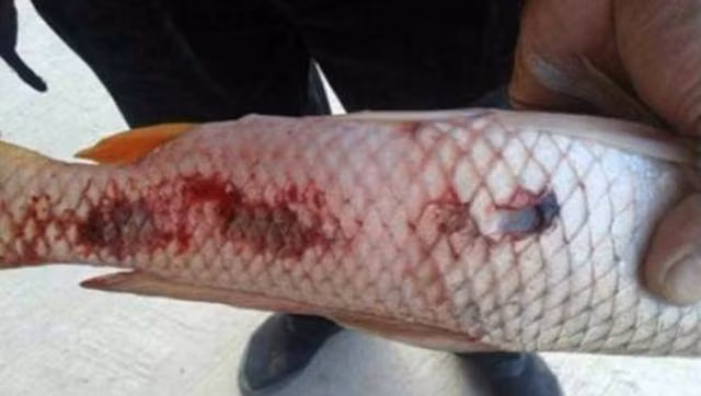 3 loai ca chua nhieu ky sinh trung nhat