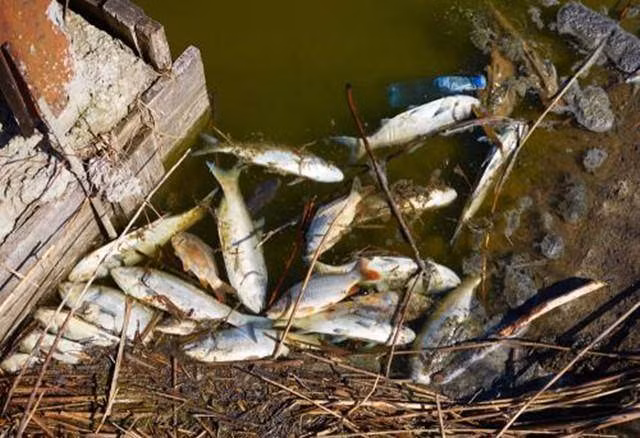 3 loai ca chua nhieu ky sinh trung nhat-Hinh-3