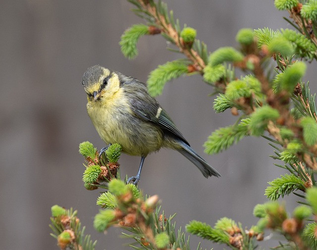 Năm 2022, 3 con giáp thiếu tình thừa tiền, càng cuối năm càng giàu sụ - Hình 3 Nam 2022, 3 con giap thieu tinh thua tien, cang cuoi nam cang giau su-Hinh-3