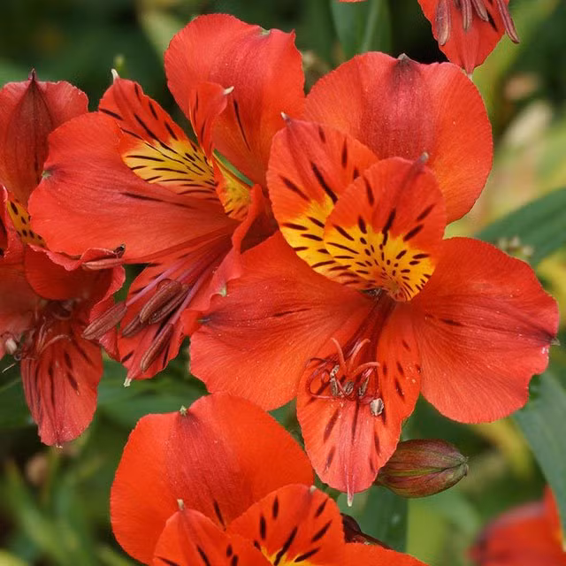 5 loai hoa nghe ten da thay nhieu phuc loc-Hinh-2