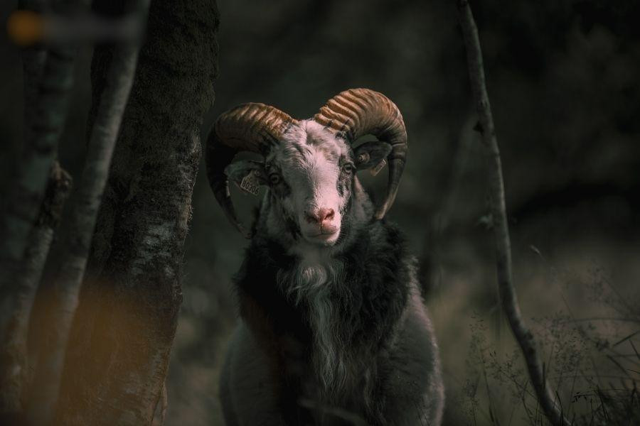 4 con giap nam 'chan com them pho'-Hinh-2