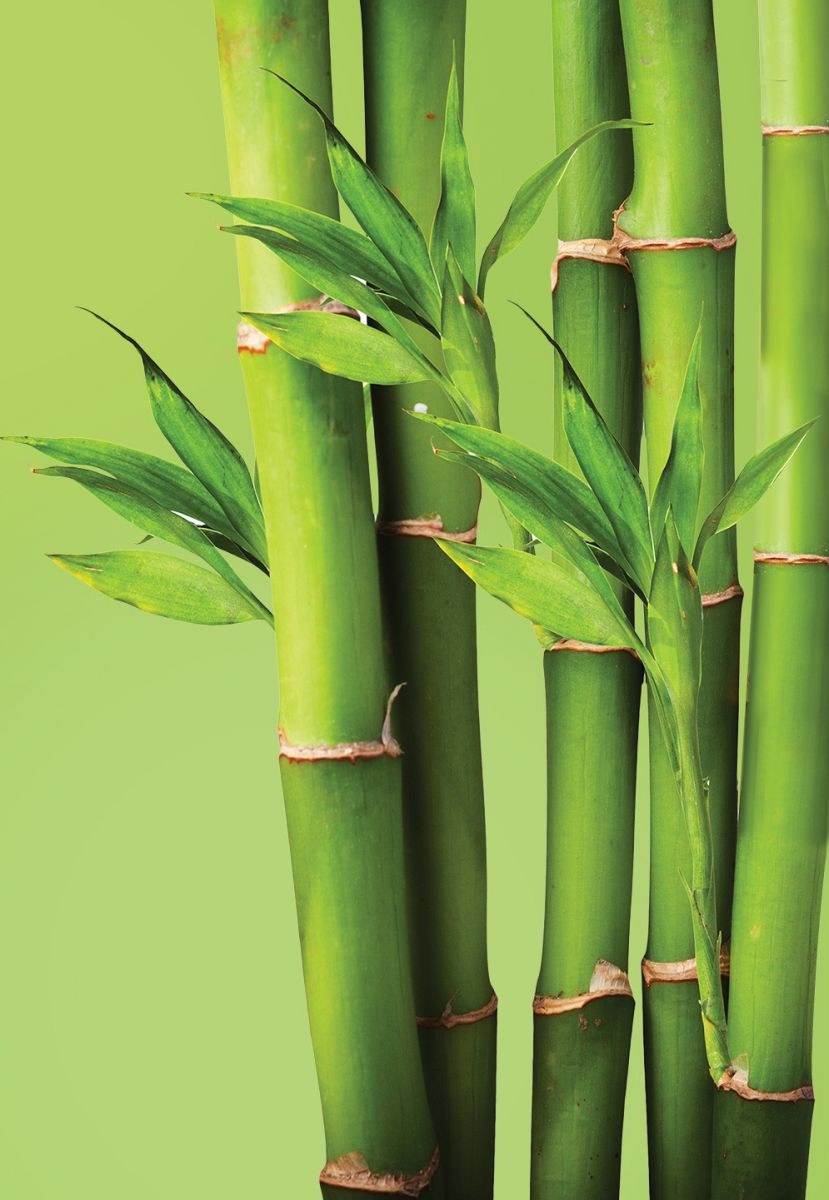 Mẹo làm ngôi nhà thu hút thịnh vượng tài chính. Các mẹo ứng dụng phong thủy có thể được chữa lành những vấn đề tắc nghẽn trong không khí ngôi nhà bằng những thứ rất đơn giản, dễ kiếm và hiệu quả tốt hơn nhiều. Trồng cây thân tre (trúc). Nếu bạn đang cảm thấy thiếu thốn tiền bạc trong cuộc sống, thì để khắc phục, bạn nên trồng 6 cây trúc trong nhà. 