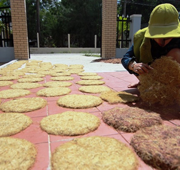 Trung bình mỗi ngày, một người sẽ thu hoạch được 5kg rau câu tươi, tương đương thu về 100 - 200.000 đồng/lần hái.