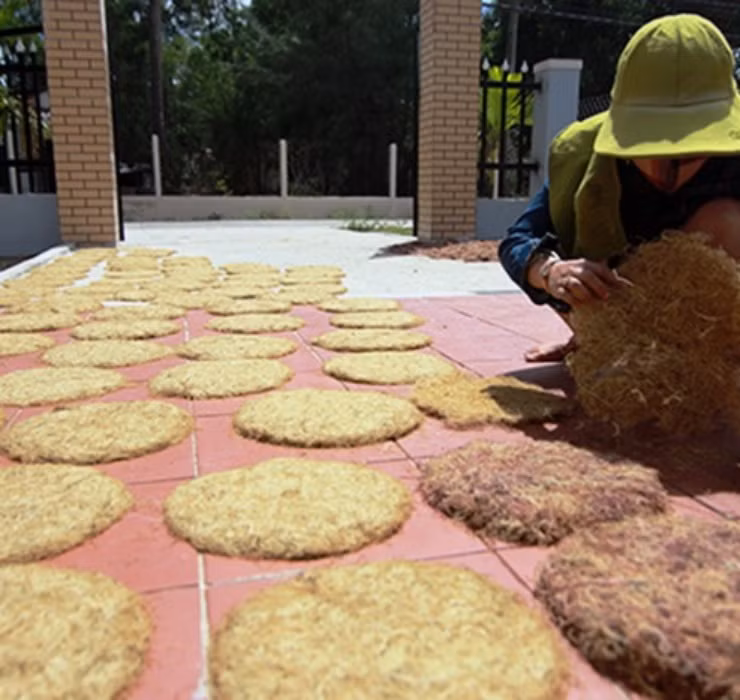 Trung bình mỗi ngày, một người sẽ thu hoạch được 5kg rau câu tươi, tương đương thu về 100 - 200.000 đồng/lần hái.