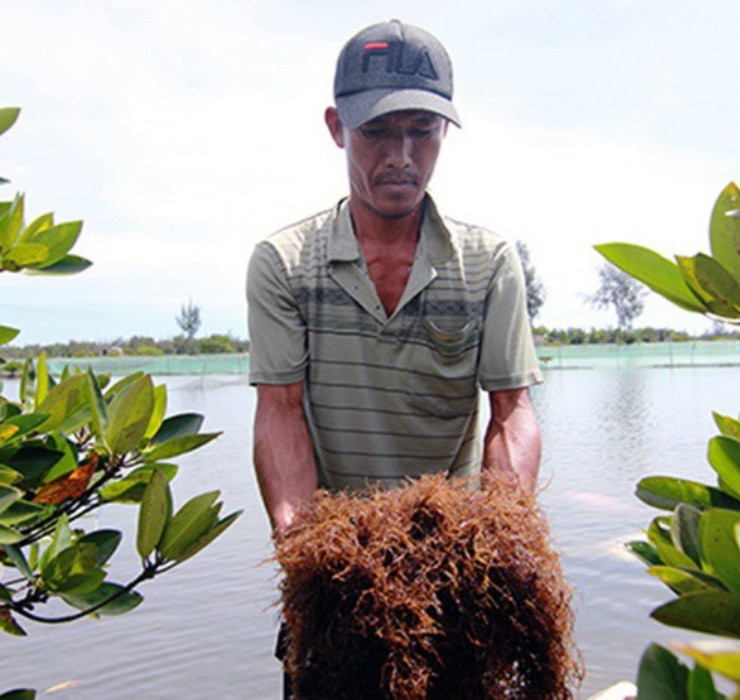 Muốn khai thác rau câu chân vịt cần dùng tới kỹ thuật đặc thù, người hái phải kiên nhẫn và khéo léo thu hoạch từng cọng rau.