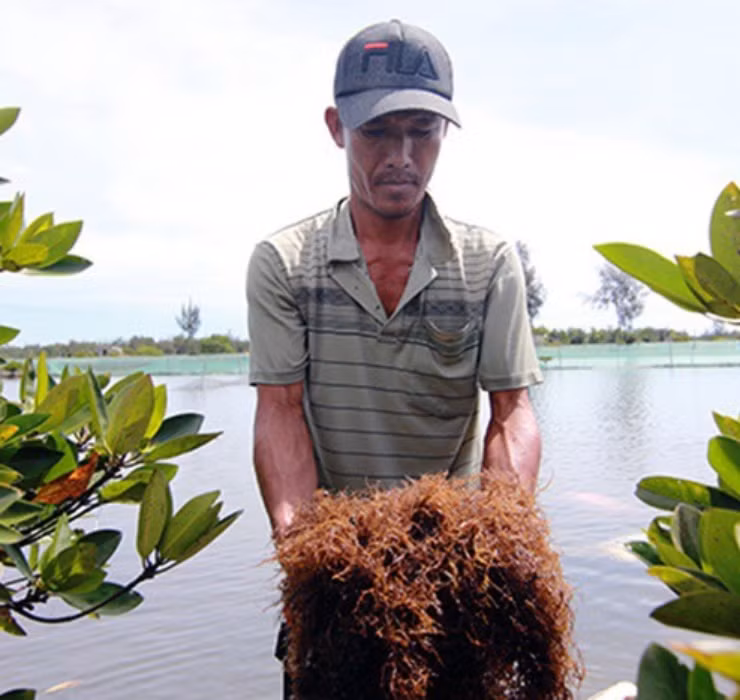 Muốn khai thác rau câu chân vịt cần dùng tới kỹ thuật đặc thù, người hái phải kiên nhẫn và khéo léo thu hoạch từng cọng rau.