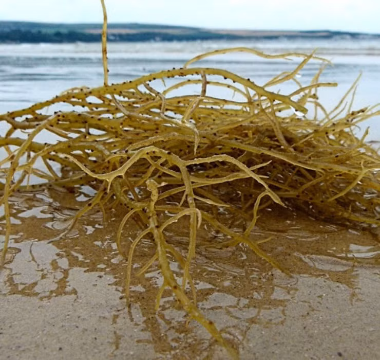 Loại rau dại này có thân nhỏ như sợi chỉ, màu nâu tím, hình dáng giống chân vịt, mọc thành từng tảng lớn bám vào mặt đá.