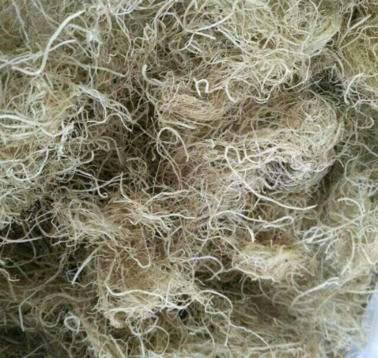 Rau câu chân vịt có tên khoa học Porphyra crispata, thường mọc nhiều ở các tỉnh thành miền biển như đảo Phú Quý, Phú Quốc, Kiên Giang…