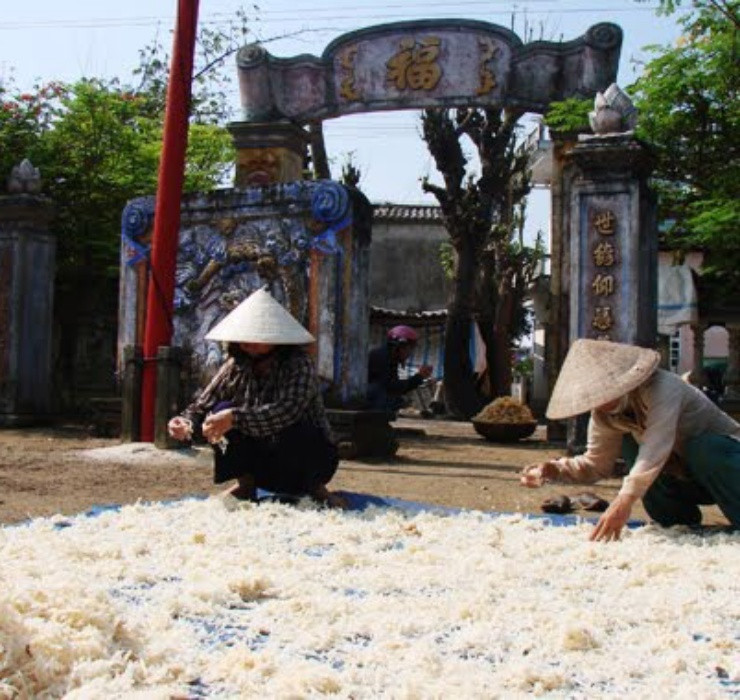 Có 2 cách hái rau câu: ngắt từng sợi nhỏ để tránh bị đứt hoặc dùng thìa cạo để tách từng cụm rau ra khỏi bờ đá.