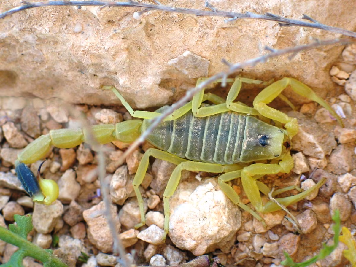 Indiana Jones da dung: Bo cap cang to lon thi cang vo hai-Hinh-7