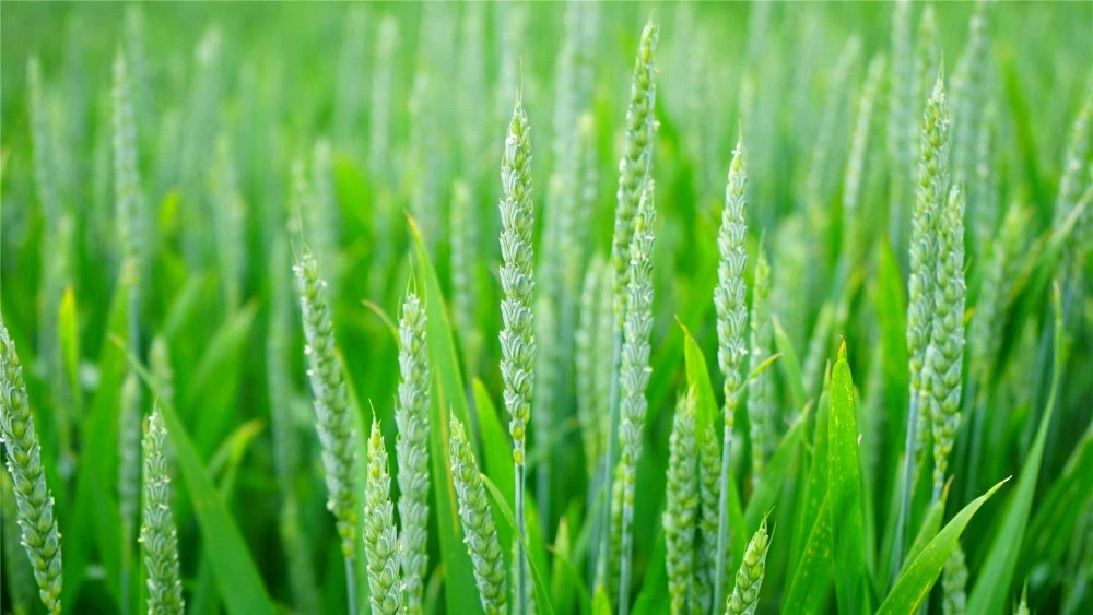 3 con giáp siêng năng lại có chí tiến thủ, trung niên hứa hẹn giàu có 3 con giap sieng nang lai co chi tien thu, trung nien hua hen giau co