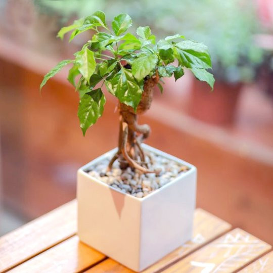 5 loai cay canh nay loc vao mua he, trong trong nha giup tu tai-Hinh-5