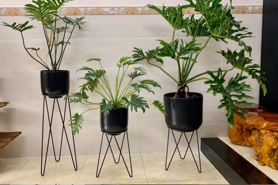 5 loại cây cảnh nảy lộc vào mùa hè, trồng trong nhà giúp tụ tài - Hình 4 5 loai cay canh nay loc vao mua he, trong trong nha giup tu tai-Hinh-4