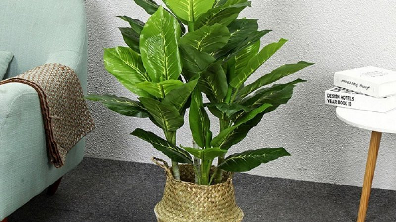 5 loai cay canh nay loc vao mua he, trong trong nha giup tu tai-Hinh-3