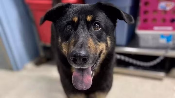 Xon xao chuyen cho bi chu bo roi vi 'quan he dong tinh'