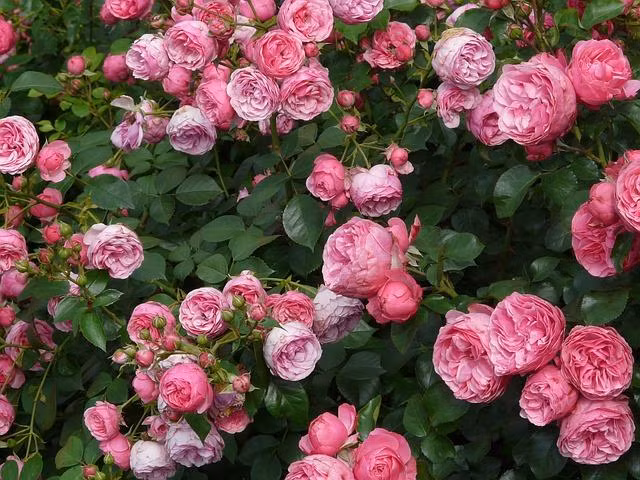 May man sinh vao ngay co so cuoi giau sang phu quy, binh lang an nhien-Hinh-3