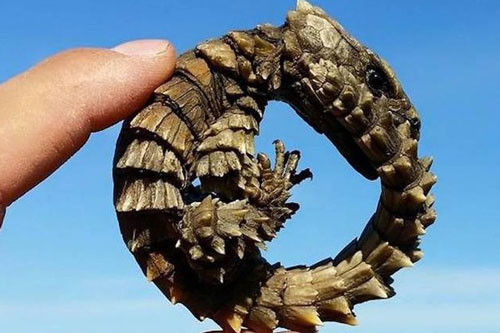 Ky la loai dong vat trong nhu nhung con rong thu nho