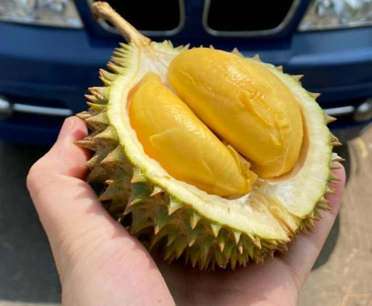 Sầu riêng tí hon Thái Lan đổ bộ chợ Việt ảnh 1 Sầu riêng tí hon Thái Lan đổ bộ chợ Việt ảnh 1