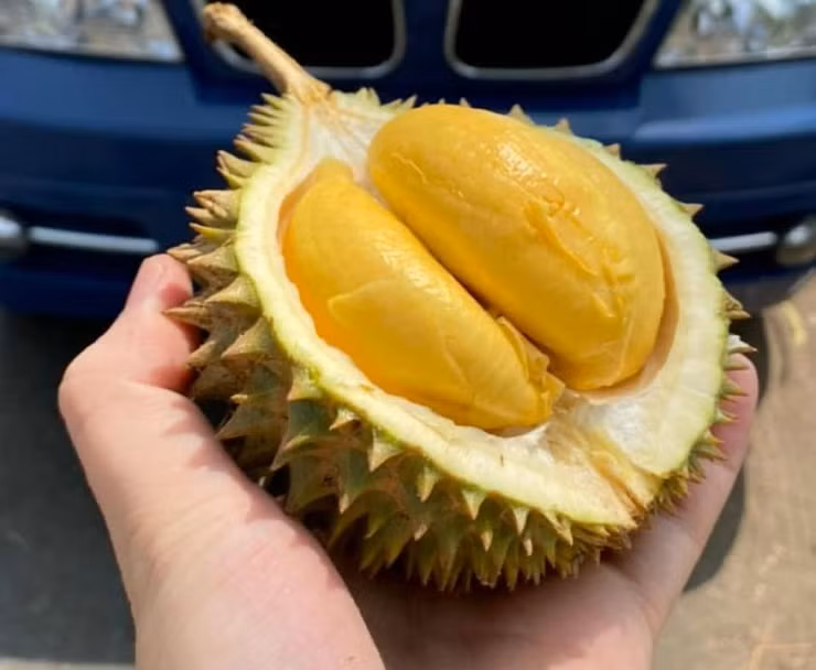 Sầu riêng tí hon Thái Lan đổ bộ chợ Việt ảnh 1 Sầu riêng tí hon Thái Lan đổ bộ chợ Việt ảnh 1