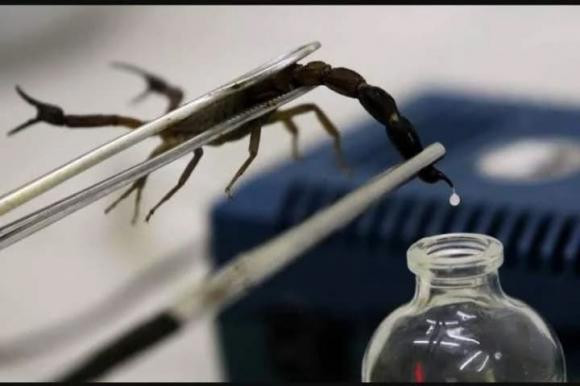 Noc doc cua bo cap Deathstalker la chat long dat nhat the gioi-Hinh-2