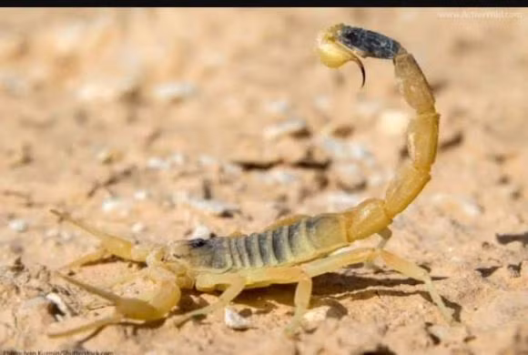 Noc doc cua bo cap Deathstalker la chat long dat nhat the gioi-Hinh-3