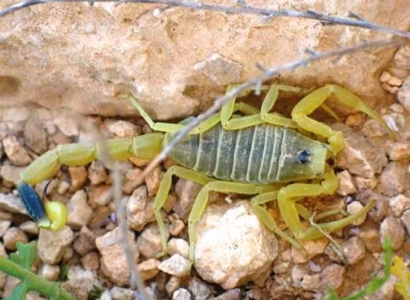 Noc doc cua bo cap Deathstalker la chat long dat nhat the gioi-Hinh-7